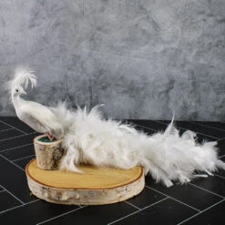 White Feathered Peacock 16in 6 White Feathered Peacock 16in -Candle Glow Deals Store 03384996181 4063