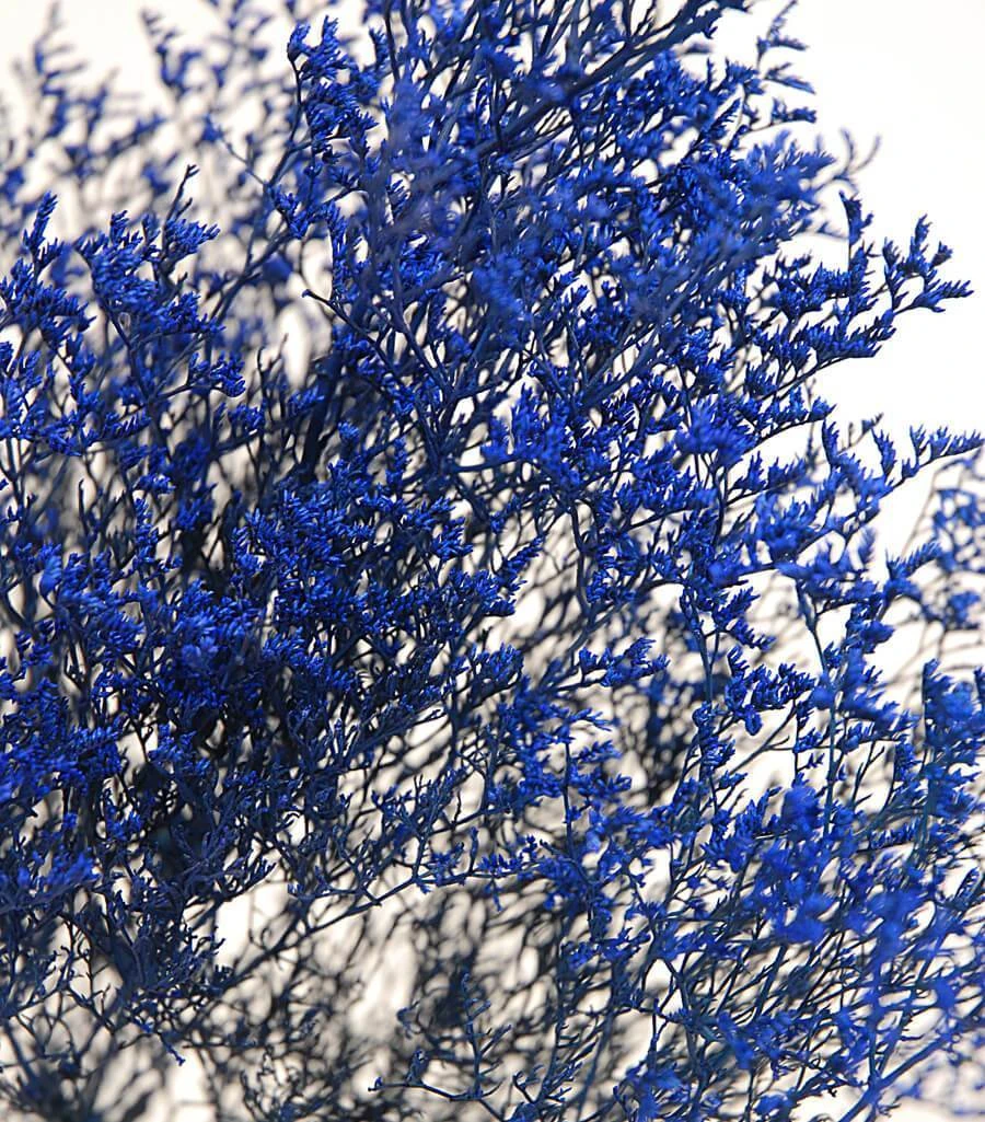 Preserved Dyed Caspia 8oz Cobalt Blue 2 Preserved Dyed Caspia 8oz Cobalt Blue - Image 2