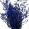 Preserved Dyed Caspia 8oz Cobalt Blue