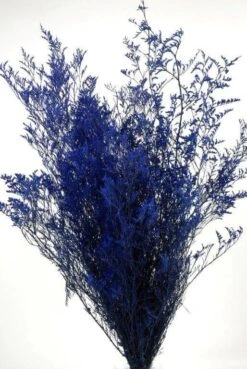 Preserved Dyed Caspia 8oz Cobalt Blue