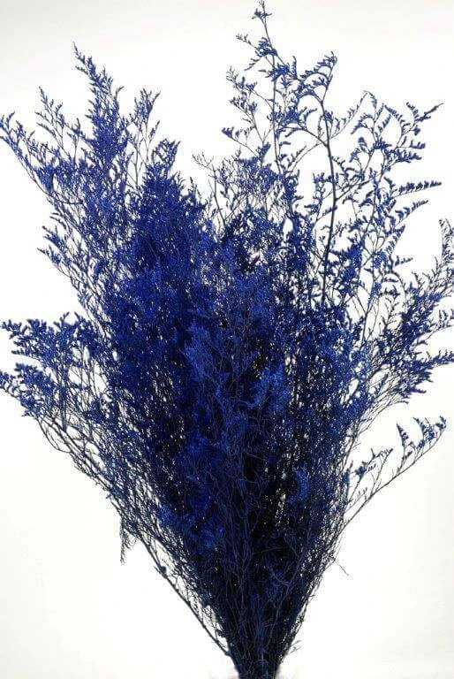 Preserved Dyed Caspia 8oz Cobalt Blue 1 Preserved Dyed Caspia 8oz Cobalt Blue