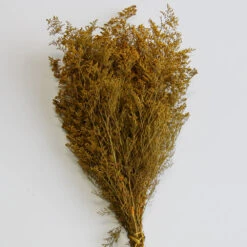 Preserved Dyed Caspia 8oz Golden Orange