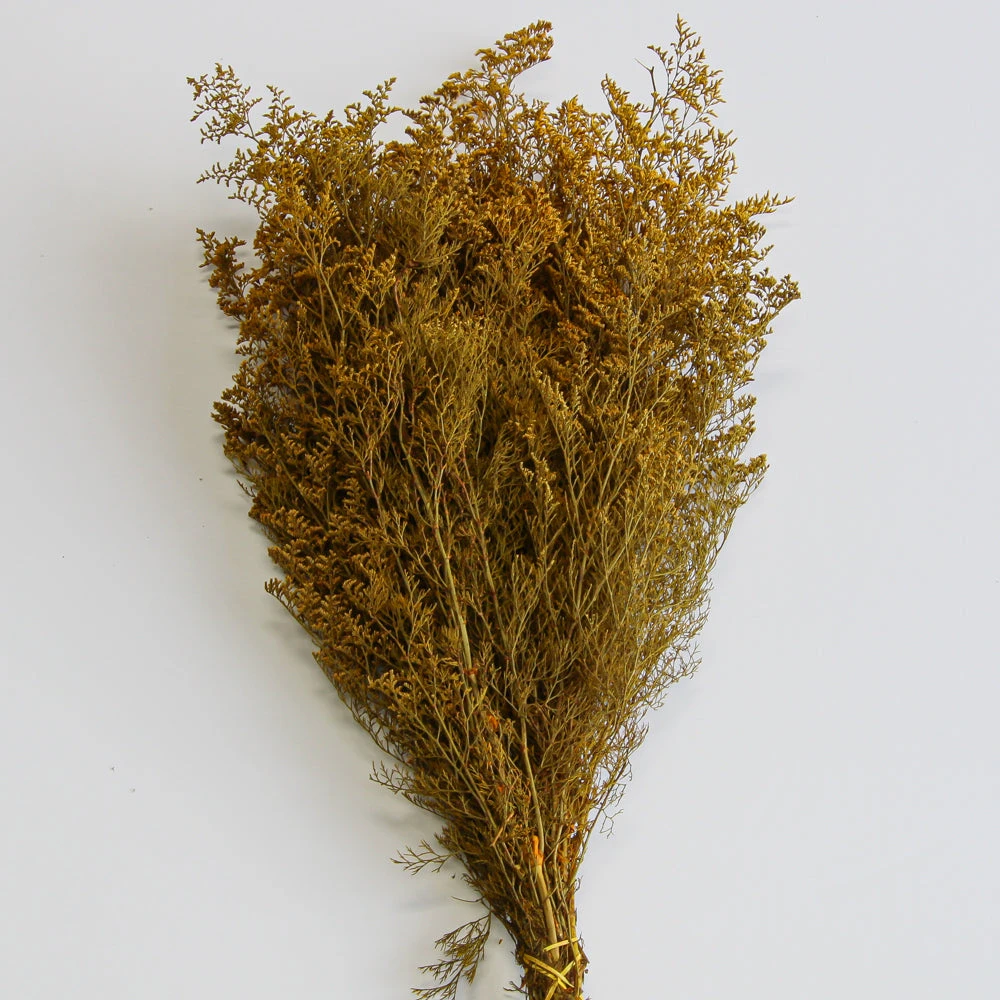 Preserved Dyed Caspia 8oz Golden Orange 1 Preserved Dyed Caspia 8oz Golden Orange