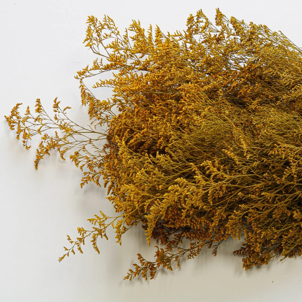 Preserved Dyed Caspia 8oz Golden Orange 2 Preserved Dyed Caspia 8oz Golden Orange - Image 2