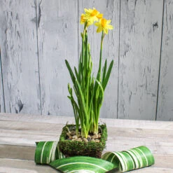 Wicker And Moss Square Pot 5in