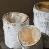 Whitewashed Birch Bark Vase 7x10