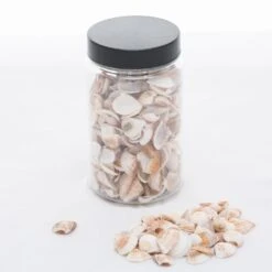 Richland Seashell Vase Filler Set Of 24