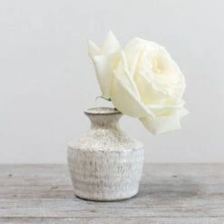 Richland Hari Budvase 3" X 3.5" Set Of 12 5 Richland Hari Budvase 3" X 3.5" Set Of 12 -Candle Glow Deals Store 93960 00 3 423516bc 0289 456f 83f3 db29e6aa3ff5