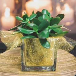 Richland Square Glass Cube Vase 4" Set Of 12 -Candle Glow Deals Store 967a0138 2 2