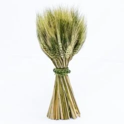 Richland Preserved Stand Up Wheat Bundle Set Of 16