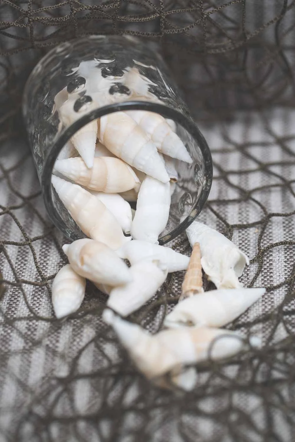 Richland Conch Shell Vase Filler Set Of 24 2 Richland Conch Shell Vase Filler Set Of 24 - Image 2