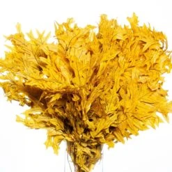 Preserved Oak Branches Yellow
