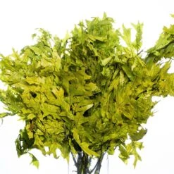 Preserved Oak Branches Chartreuse Green