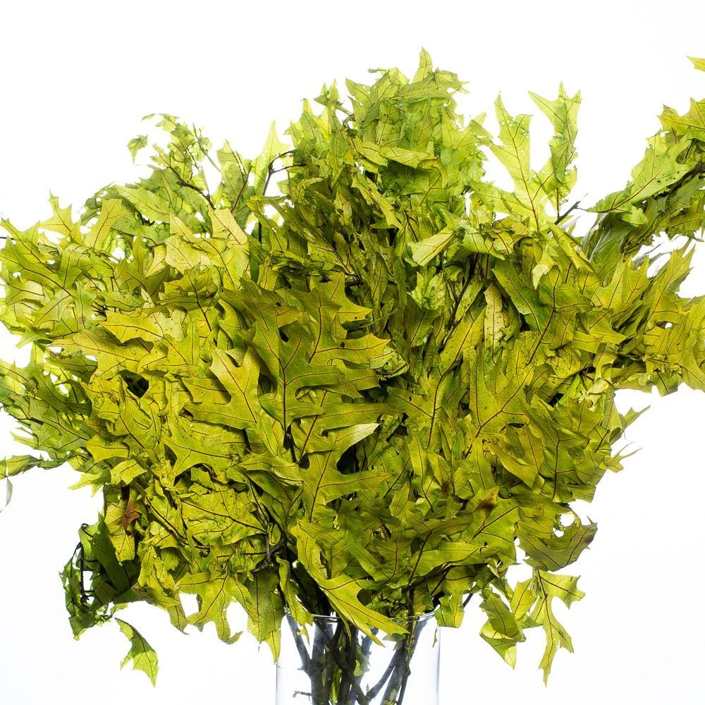 Preserved Oak Branches Chartreuse Green 1 Preserved Oak Branches Chartreuse Green