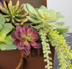 Large Bright Green Echeveria Stem Succulent 9" Wide -Candle Glow Deals Store 9insucculent