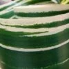 Variegated Aspidistra Leaf 4" Ribbon Green & Cream 50 Yards