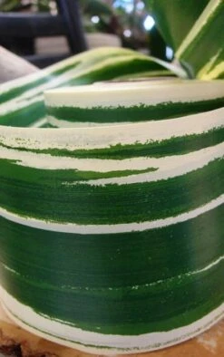 Variegated Aspidistra Leaf 4" Ribbon Green & Cream 50 Yards