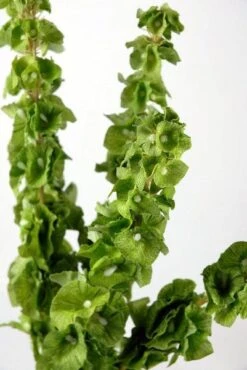 Silk Bells Of Ireland Spray 21in -Candle Glow Deals Store bells of ireland silk 21 tall 5 stems 9