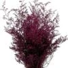 Preserved Dyed Caspia 8oz Merlot