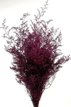 Preserved Dyed Caspia 8oz Merlot