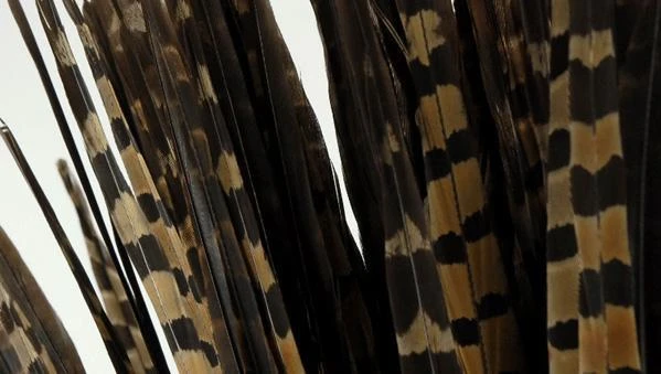Pheasant Feathers 18in | Pack Of 100 2 Pheasant Feathers 18in | Pack Of 100 - Image 2
