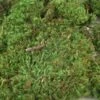 Mood Moss 4 Lbs 1" Thick Natural