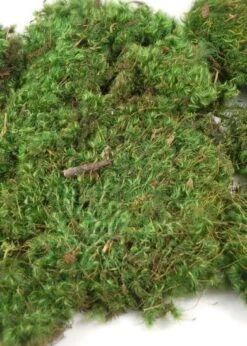 Mood Moss 4 Lbs 1" Thick Natural