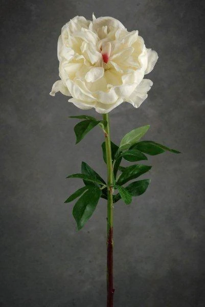 Natural Touch Large Cream White Peony Flower 2 Natural Touch Large Cream White Peony Flower - Image 2