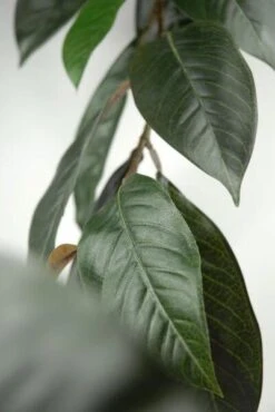 Natural Touch Magnolia Leaf Garland 6ft 44 Leaves -Candle Glow Deals Store bevfabriccrafts 2269 247412232