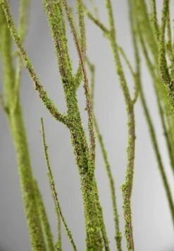 Birch Tree Branch Bundle Moss Coated 4ft