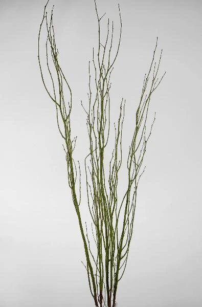 Birch Tree Branch Bundle Moss Coated 4ft 2 Birch Tree Branch Bundle Moss Coated 4ft - Image 2