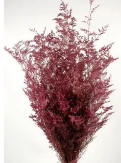 Preserved Dyed Caspia 8oz Dusty Rose