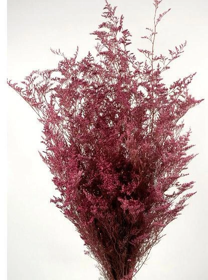 Preserved Dyed Caspia 8oz Dusty Rose 1 Preserved Dyed Caspia 8oz Dusty Rose