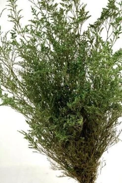 Preserved Dyed Caspia 8oz Olive Green