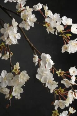 Cherry Blossom Branch 42in White Flower