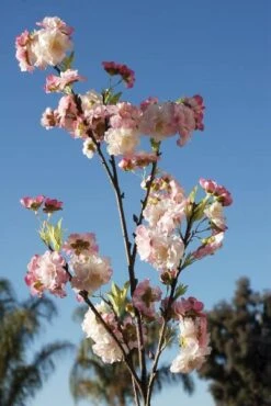 Pink Cherry Blossom Branch 45"