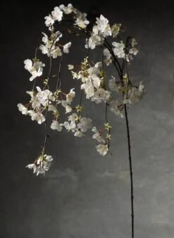 Hanging Cherry Blossom Branch White Silk Artificial 58"