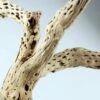 Cholla Wood Branch 12in Natural