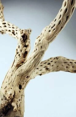 Cholla Wood Branch 12in Natural