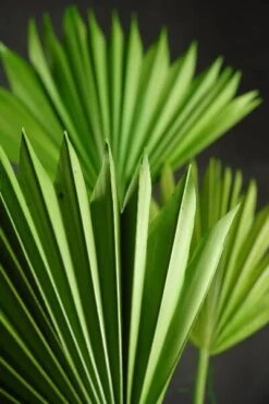 Natural Palm Leaf Fans Green Pack Of 5
