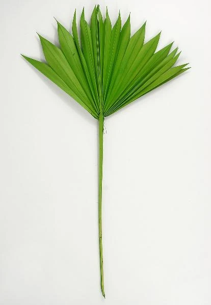 Natural Palm Leaf Fans Green Pack Of 5 2 Natural Palm Leaf Fans Green Pack Of 5 - Image 2