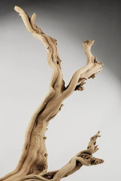 Natural Ghostwood Branch Sandblasted 10-14 In (California Driftwood) 2 Natural Ghostwood Branch Sandblasted 10-14 In (California Driftwood) - Image 2