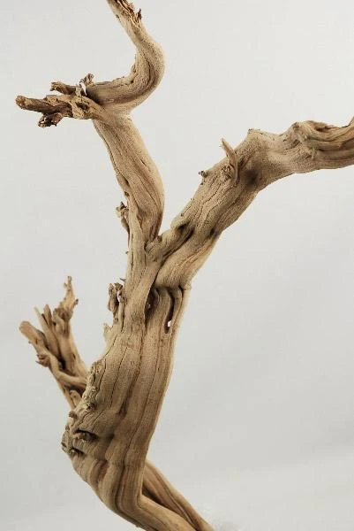 Natural Ghostwood Branch Sandblasted 10-14 In (California Driftwood) 1 Natural Ghostwood Branch Sandblasted 10-14 In (California Driftwood)