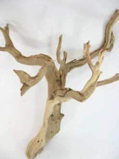 Natural Ghostwood Branch 16-22in Sanded