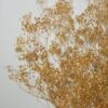 Gold Sparkle Preserved Baby's Breath 24in 4oz Bundle
