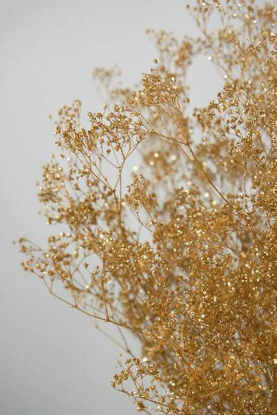 Gold Sparkle Preserved Baby's Breath 24in 4oz Bundle 1 Gold Sparkle Preserved Baby's Breath 24in 4oz Bundle