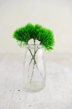 36 Green Trick Dianthus Picks 6 Inch