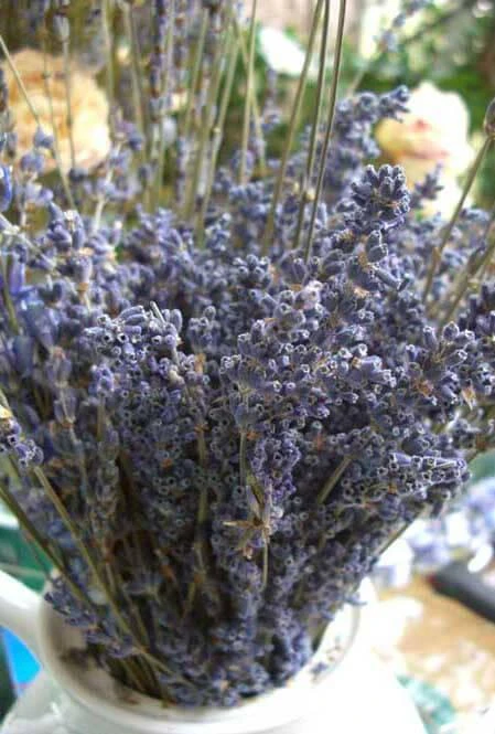 Lavender Flowers Air Dried Premium Blue Fragrant (90+ Stems) 1 Lavender Flowers Air Dried Premium Blue Fragrant (90+ Stems)