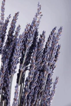 Natural Dried Lavender 20 Inch, 120 Stems