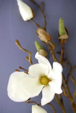 Magnolia Spray Cream 40in